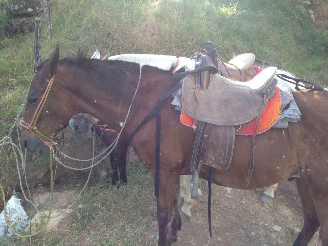 horses lined up along a mountainside for horseback riding