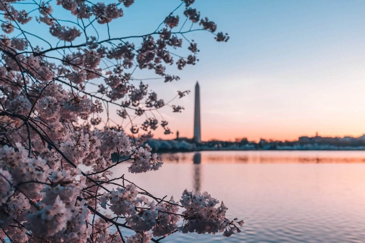 Cherry blossoms at tidal basin and Washington monument
