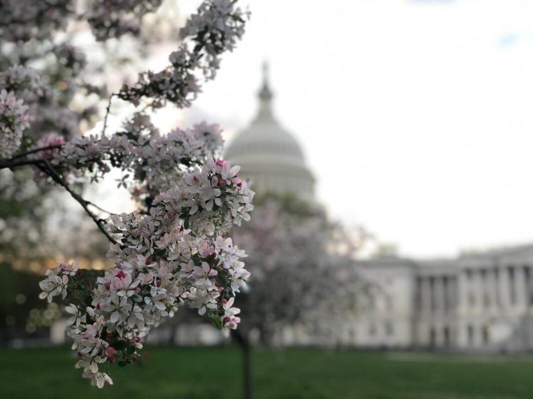 Cherry Blossoms in front of the Capitol building