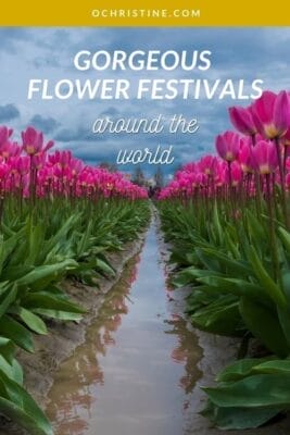 tall pink tulips with text overlay that says gorgeous flower festivals around the world