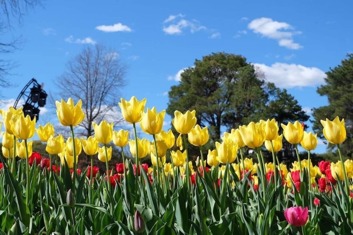 Yellow and red tulip flowers