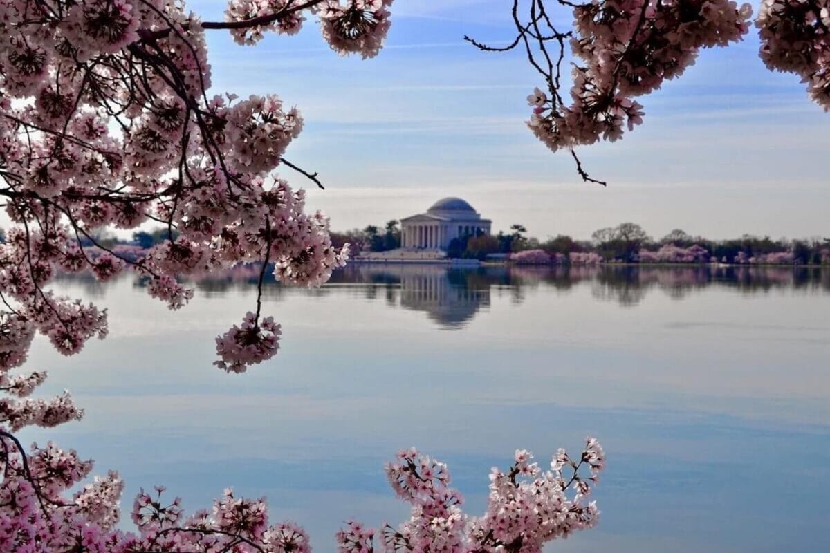 Cherry blossom flowers at the Tidal Basin