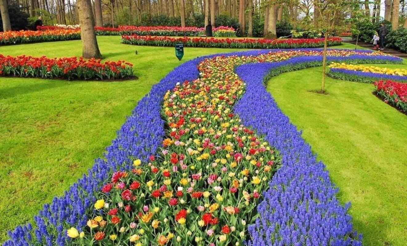 Tulip flower festival in the Netherlands