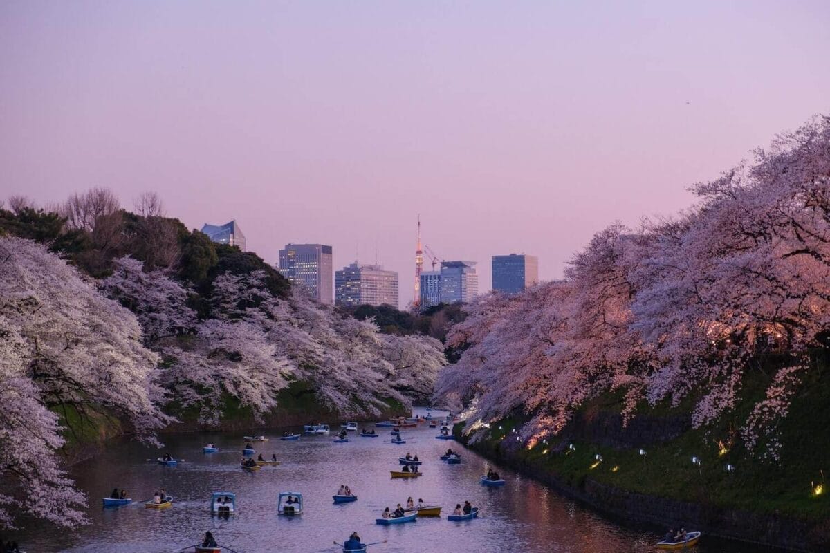 Cherry blossom trees along a river at sunset
