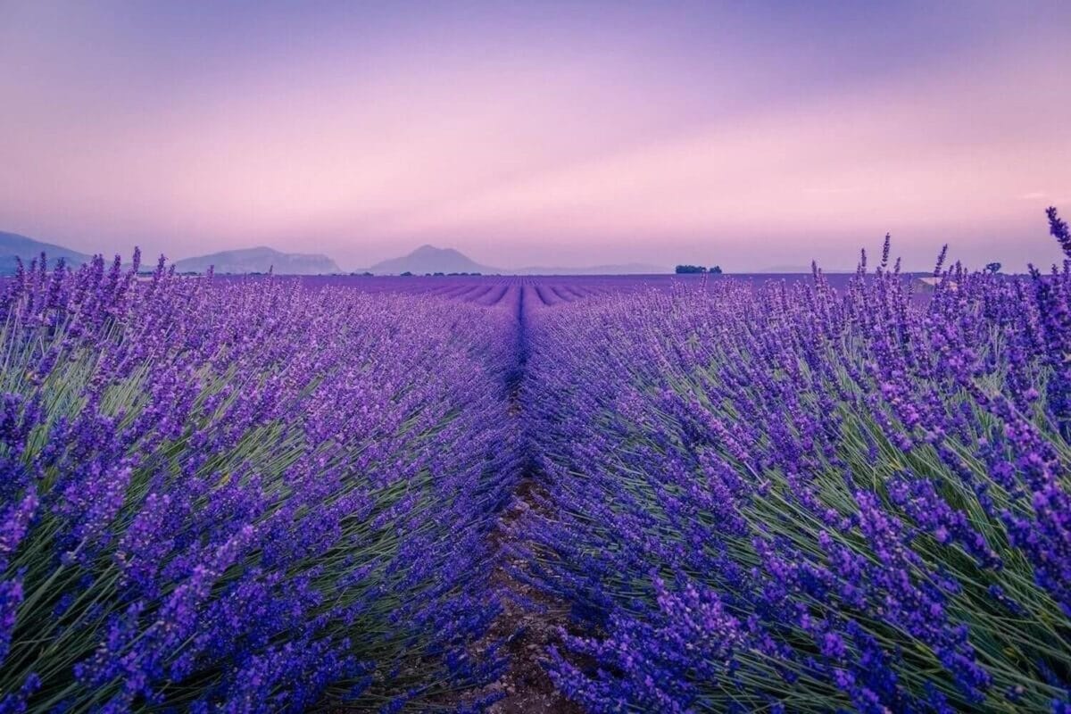 large field of tall lavender