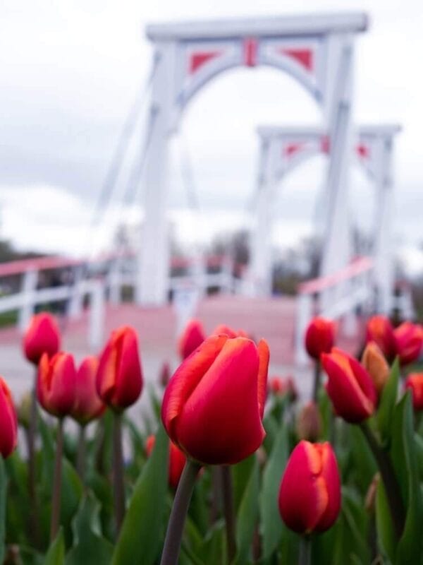 up close photo of pink tulips with a white dutch bridge in the background
