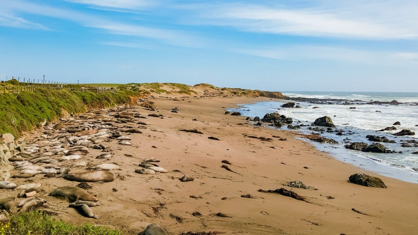 elephant seals sunbathing and sleeping on the beach