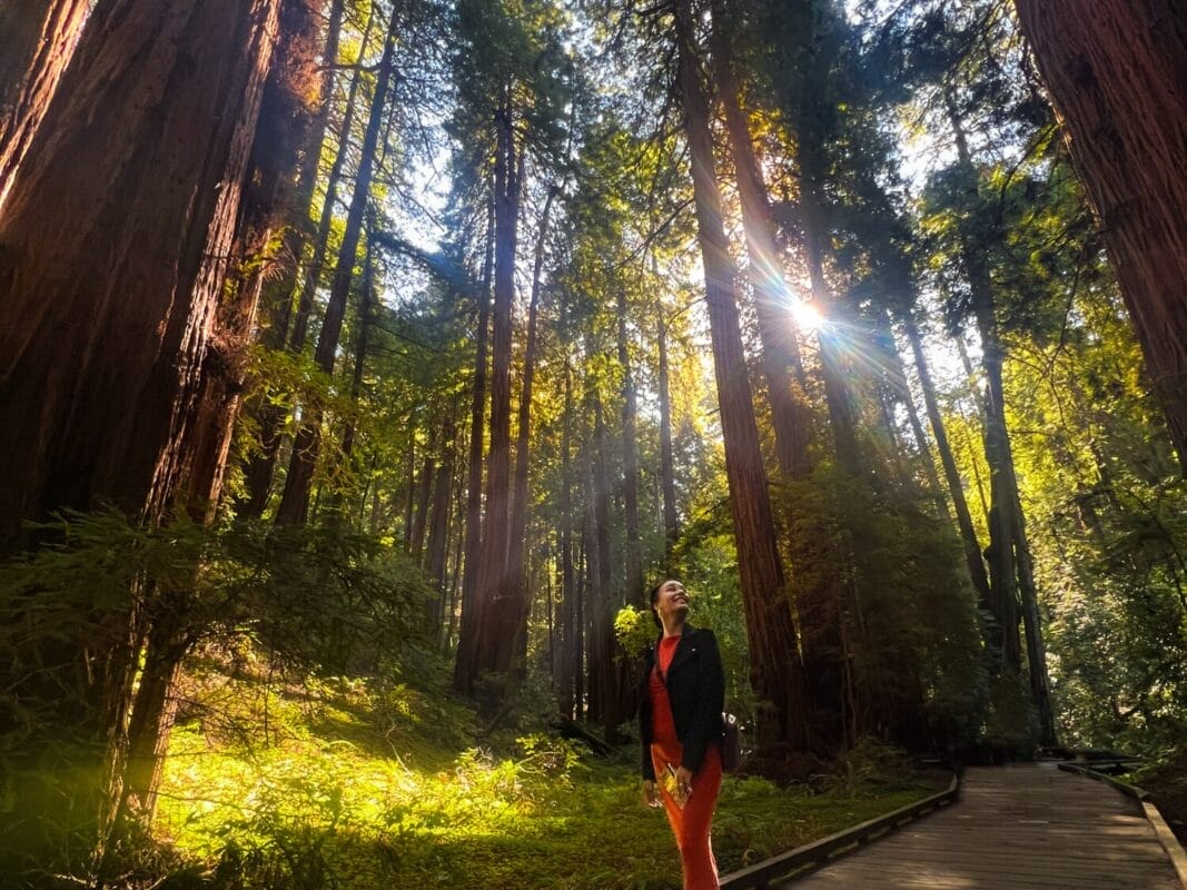 walking through muir woods redwood groves in National Park near San Francisco