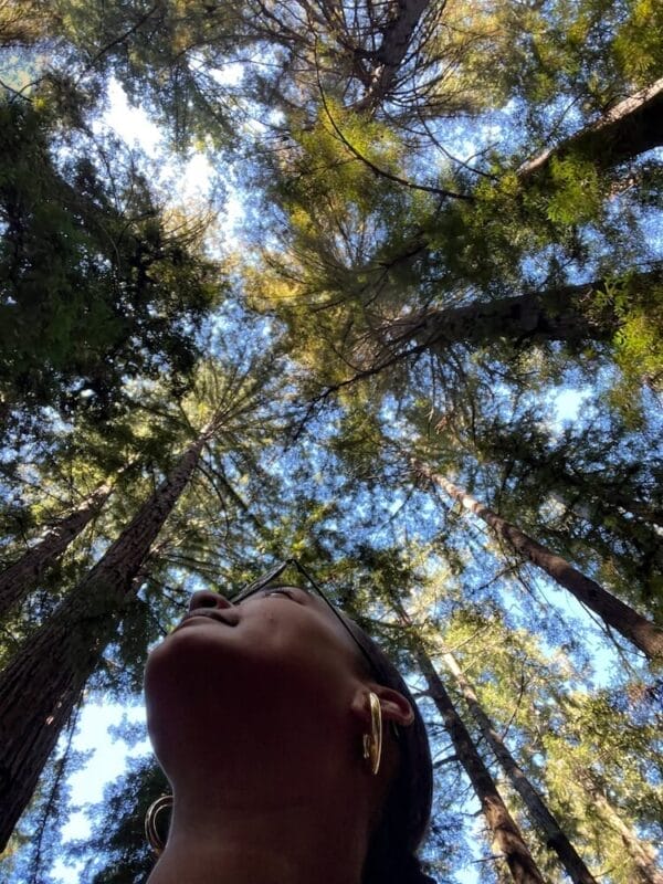 looking up at tall California redwoods on a road trip