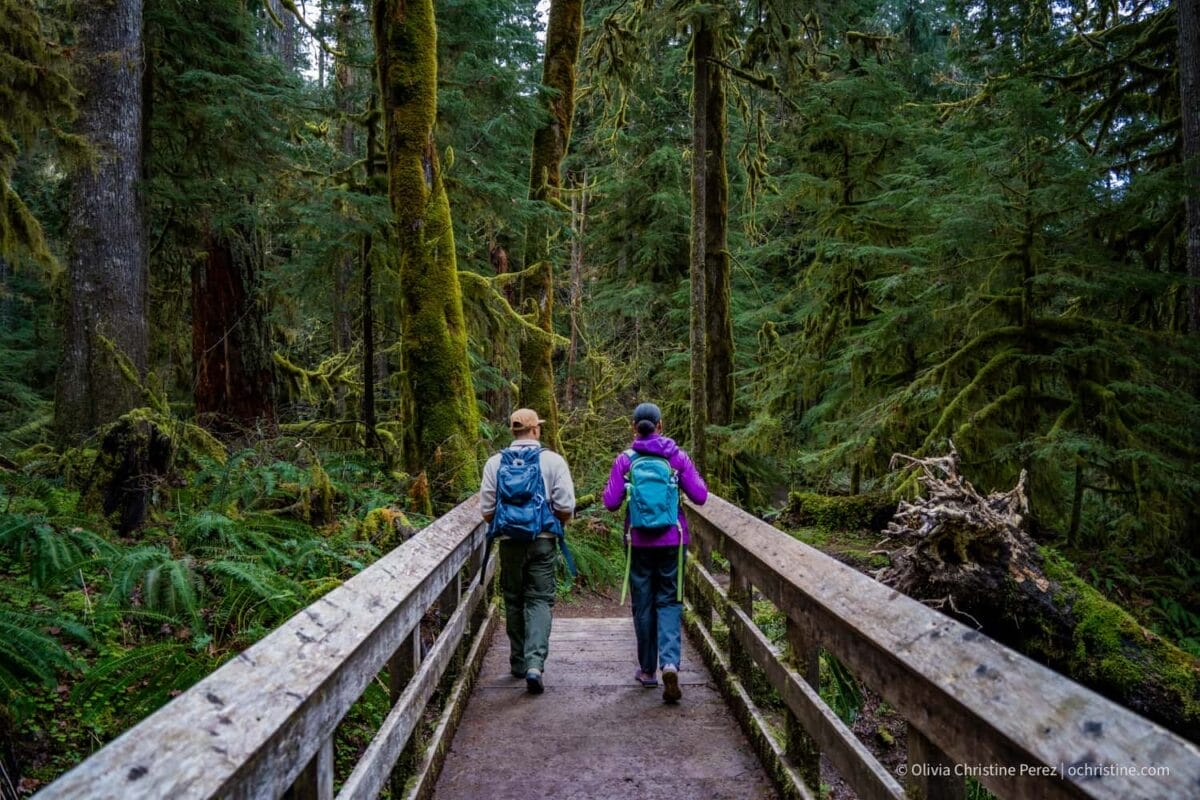 Two people walking on a bridge in a moss forest